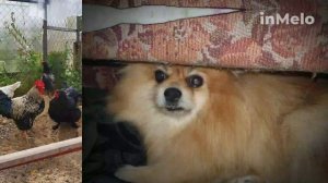 Приколы с животными