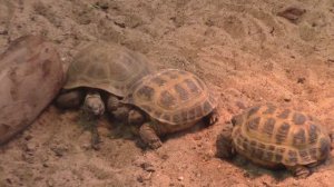 Злая среднеазиатская черепаха