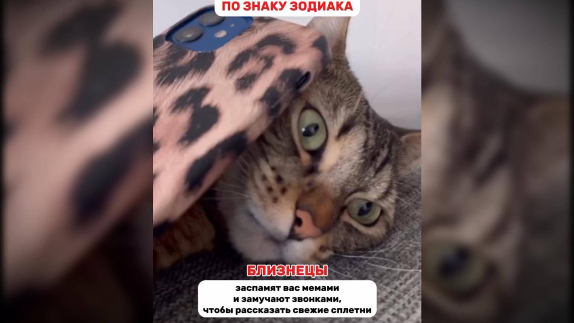 Знаки зодиака #смешныекоты