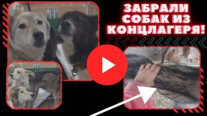 Спасли собак из концлагеря!