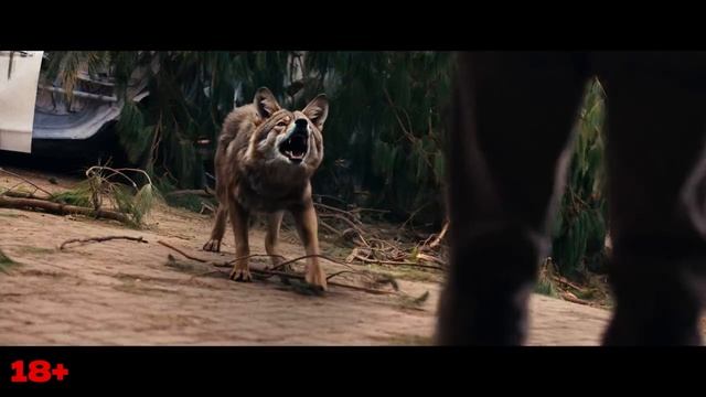 Ночь койота смотреть онлайн