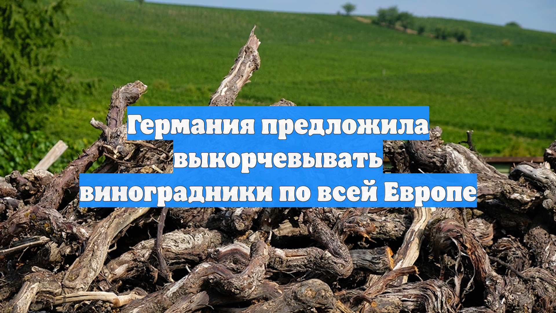 Германия предложила выкорчевывать виноградники по всей Европе