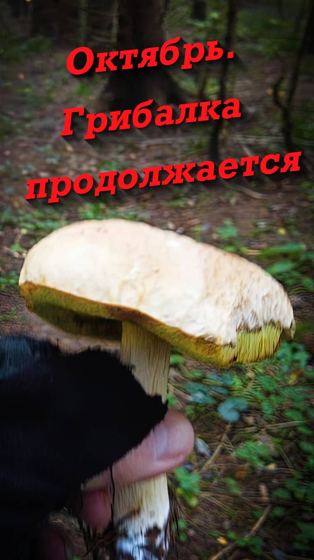 Октябрь. Грибная охота продолжается. 2025 год смотреть онлайн