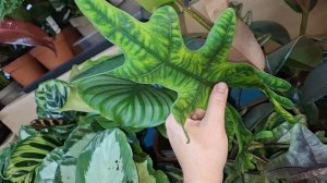 Большое поступление комнатных растений от 24.08.2025г.