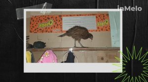 Смешные животные