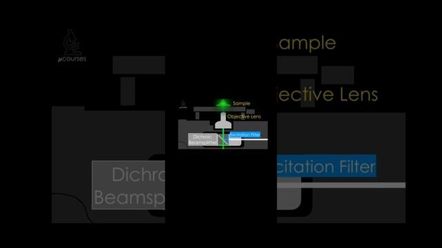 Флуоресцентная микроскопия2024-11-04-11-32-48-787