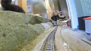 Железная дорога с кошками