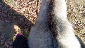 Я заездила козла