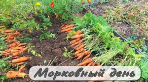 МОРКОВНЫЙ ДЕНЬ