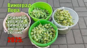 Виноград Лора | Седьмой урожай винограда 2025