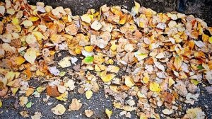 С НАЧАЛОМ ОКТЯБРЯ