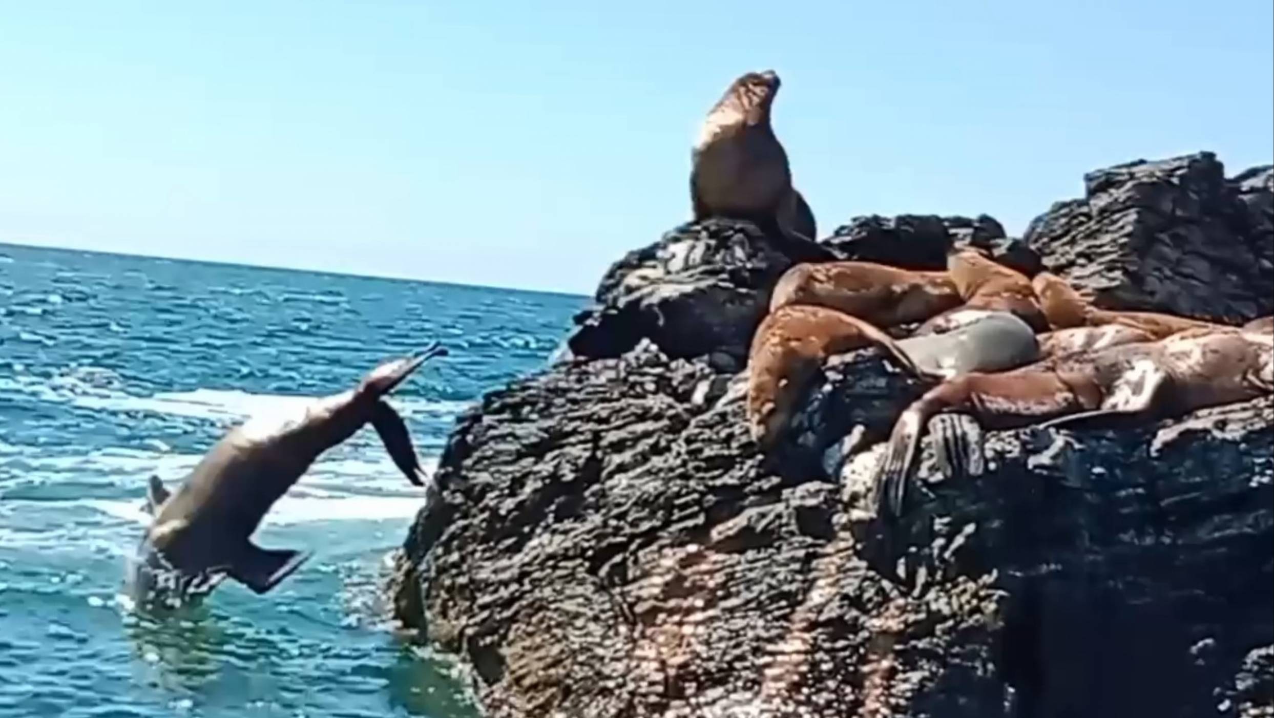 Лежбище сивучей/между островами Аскольд и Путятин