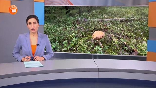 Программа «Город. Новости по-выборгски» от 1 октября 2025 года
