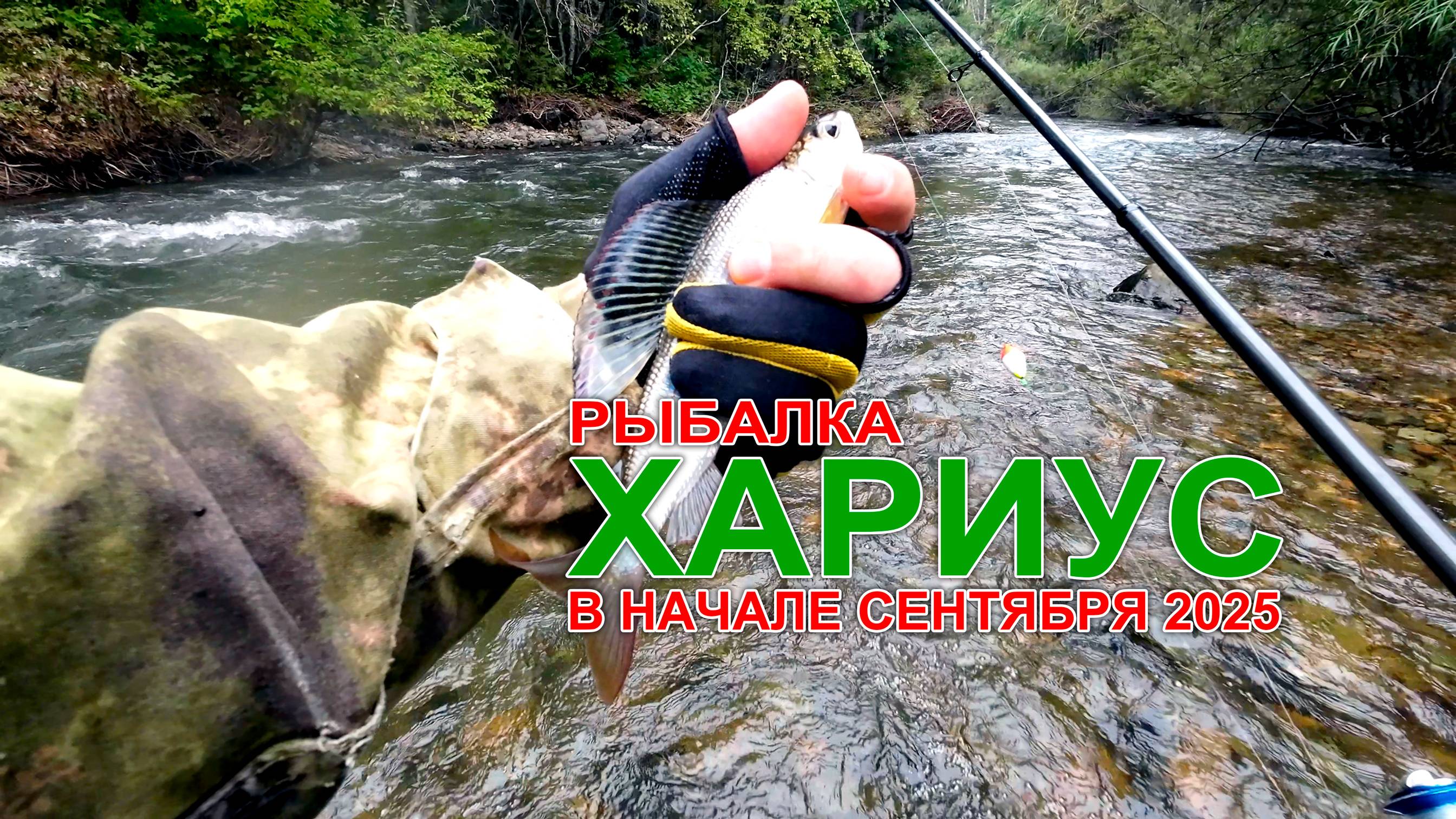 Рыбалка на хариуса в начале сентября 2025. На горной реке Приморского края. #горнаярыбалка #хариус