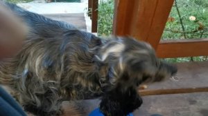 СОЧИ ГОРНОЕ ЛОО УТРО 02.10.2025