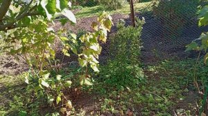 УБОРКА ТЕПЛИЦЫ.