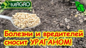 ОДНА ЛОЖКА ДЕШЕВОЙ КРУПЫ ЗАМЕНЯЕТ ДЕСЯТОК ДОРОГУЩИХ ПРЕПАРАТОВ! Просто посыпьте ею землю и готово.