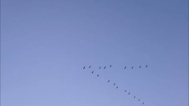 Я СПРОСИЛ ЖРАВЛЕЙ смотреть онлайн