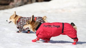 ForMyDogs - the best dog clothes for all seasons!