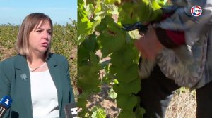 Валерия Карнышева о виноделии в Севастополе