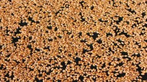 Коктейль из пророщенной пшеницы