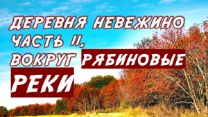 Деревья рябины. Красные гроздья сладкой и горькой рябины. Леса дикой рябины вокруг Невежино.