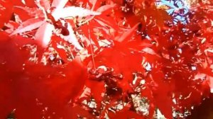 Осень! Японский красный клен! Красивое видео!