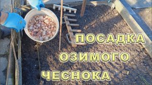Посадка чеснока под зиму. Сажаем чеснок осенью. Озимый чеснок. Сажаем по шаблону.
