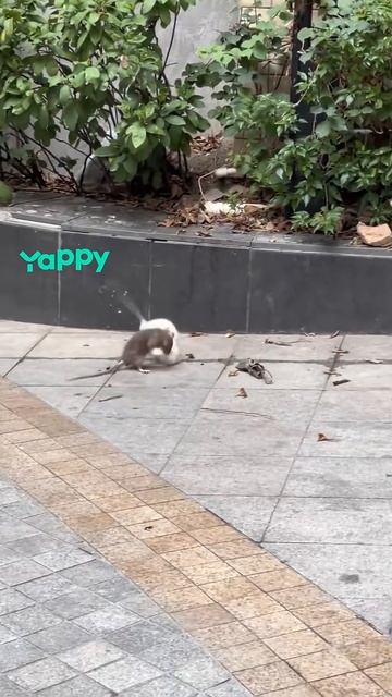 кунг-фу  новая трейлер в реальном времени