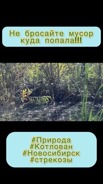 Не бросайте мусор куда попала! #Природа #Котлован #Новосибирск #Стрекозы