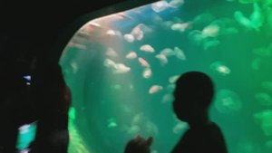Санкт-Петербург. Океанариум, лучшее развлечение для всей семьи. Красиво, познавательно, завораживает