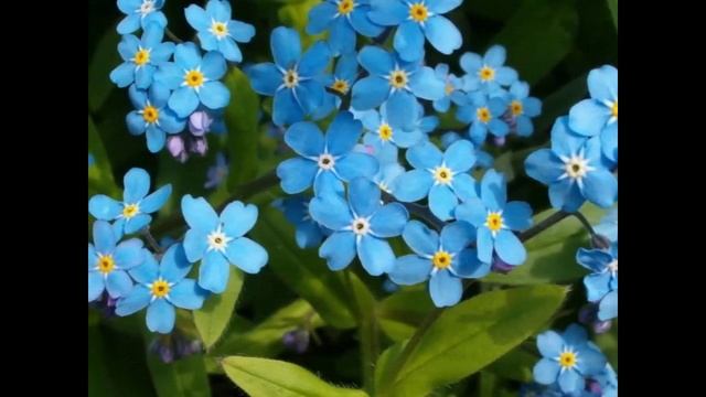 НЕ РВИТЕ ЦВЕТЫ смотреть онлайн