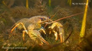 Чем предпочитает питаться Длиннопалый речной рак (Long-clawed crayfish) — Pontastacus leptodactylus?
