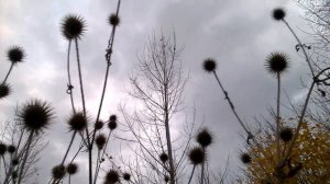 Осеннее озеро. Наша природа!