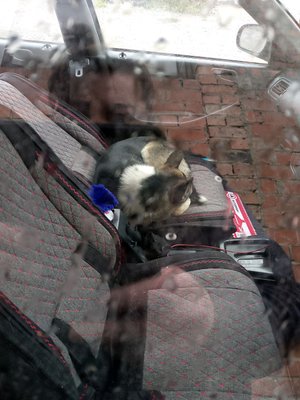 помогите спасти собаку сулицы