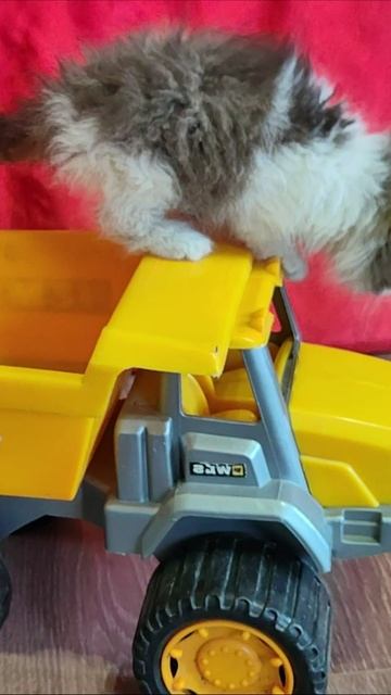 Котёнок приехал на детском самосвале. #котята
