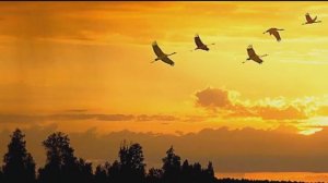 "НА КРЫЛЬЯХ ОСЕНИ..." Любовь Пузикова-музыка и монтаж клипа, стихи Елены Камышной, исп. Л.Гончарова