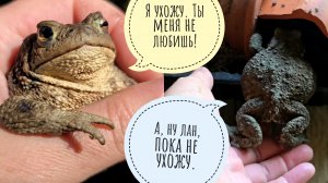 Жаба Наська уходит зимовать. Я в соавторстве с кошкой Морошкой заморозила любимую орхидею. Милая мыш