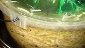 Квашеная капуста с укропом