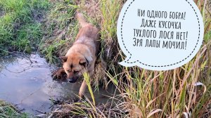 Ушли с Псом Кубиком за калиной к речке на ночь глядя. Небольшая прогулка на закат