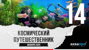 14. Космический путешественник. #АкваПро