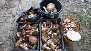 ГРИБНОЕ РАЗНООБРАЗИЕ ПО ГРИБЫ В КЧР. 28.09.2025 ГОД #поиск_грибов #грибы