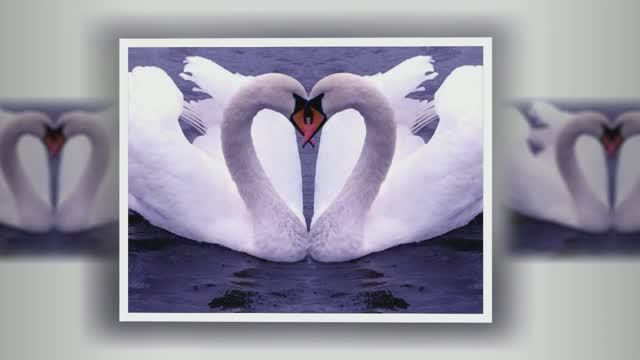 ДВА БЕЛЫХ ЛЕБЕДЯ смотреть онлайн