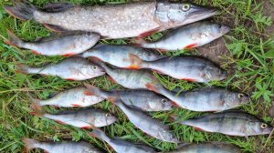 Окуни 20 сентября 2025, рыбалка на озернинском водохранилище, щука.