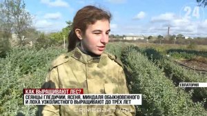 На западе Крыма приступили к заготовке семян для восстановления лесов