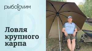 Ловим крупных карпов на дневной рыбалке на бойлы. Правильная оснастка  и прикормка для ловли.