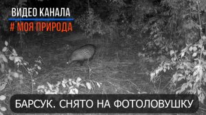 Снято на фотоловушку. Барсучиха #лесной #животные #wildlife #nature
