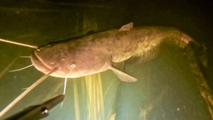 Первая осенняя ночная