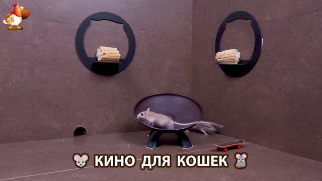 Видео для кошек про крысок развлекать питомцев 🐭🐀😂 (320)