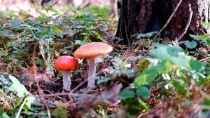 Природа в осеннем лесу. Отдых для души!